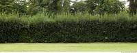 photo texture of hedge